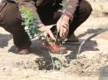 گزارش تصویری روز درختکاری 