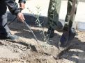 گزارش تصویری روز درختکاری 