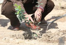 گزارش تصویری روز درختکاری 