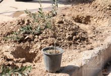 گزارش تصویری مراسم روز درختکاری