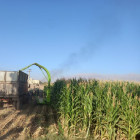 برداشت موفقیت آمیز ذرت علوفه ای در مزرعه تحقیقاتی پردیس مهندسی کشاورزی