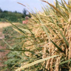 ساخت کاغذ از سبوس برنج توسط دانشجوی دانشگاه صنعتی شاهرود 