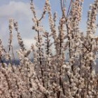 گزارش تصویری از شکوفه های بهاری شاهرود تا قله های برفی چالیچالیان